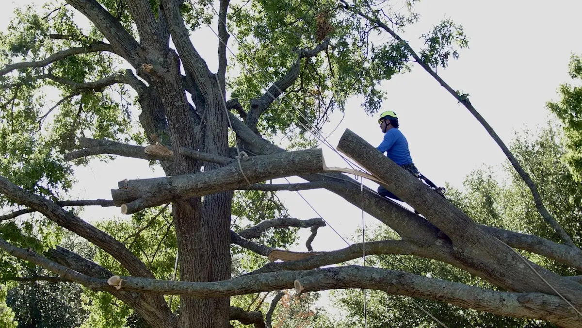 Professional Hazardous Tree Removal performed by certified arborists in Kirkwood