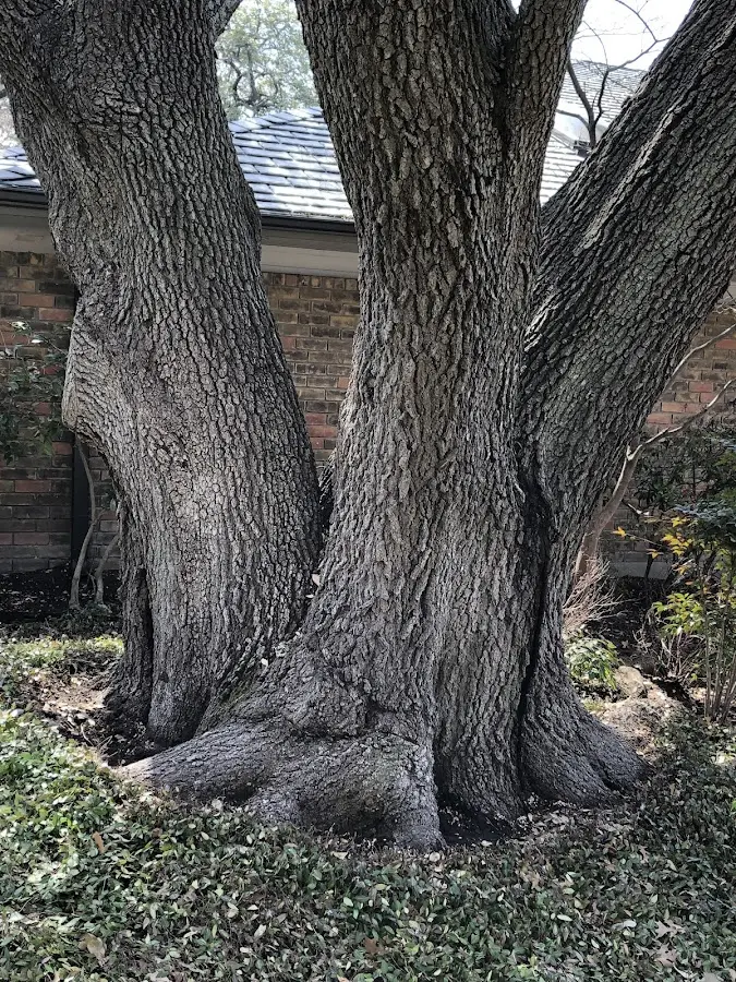 Mature heritage tree close to a Kirkwood property cared for by certified arborists